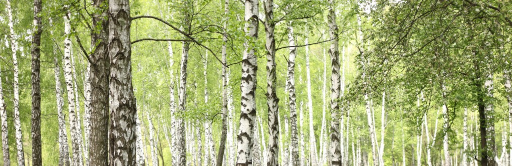 immagineAlbero